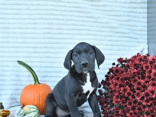 Great Dane dogs - Ad 1