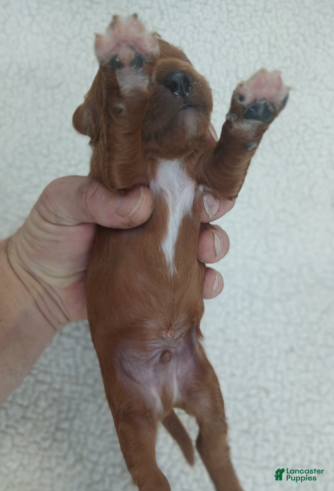 Cavapoo dogs BJ's Uncle - Ad 2