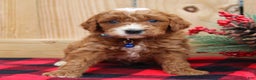 Irish Doodle dogs for sale: Galway - Mini - Ad 1