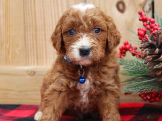 Irish Doodle dogs Galway - Mini - Ad 5