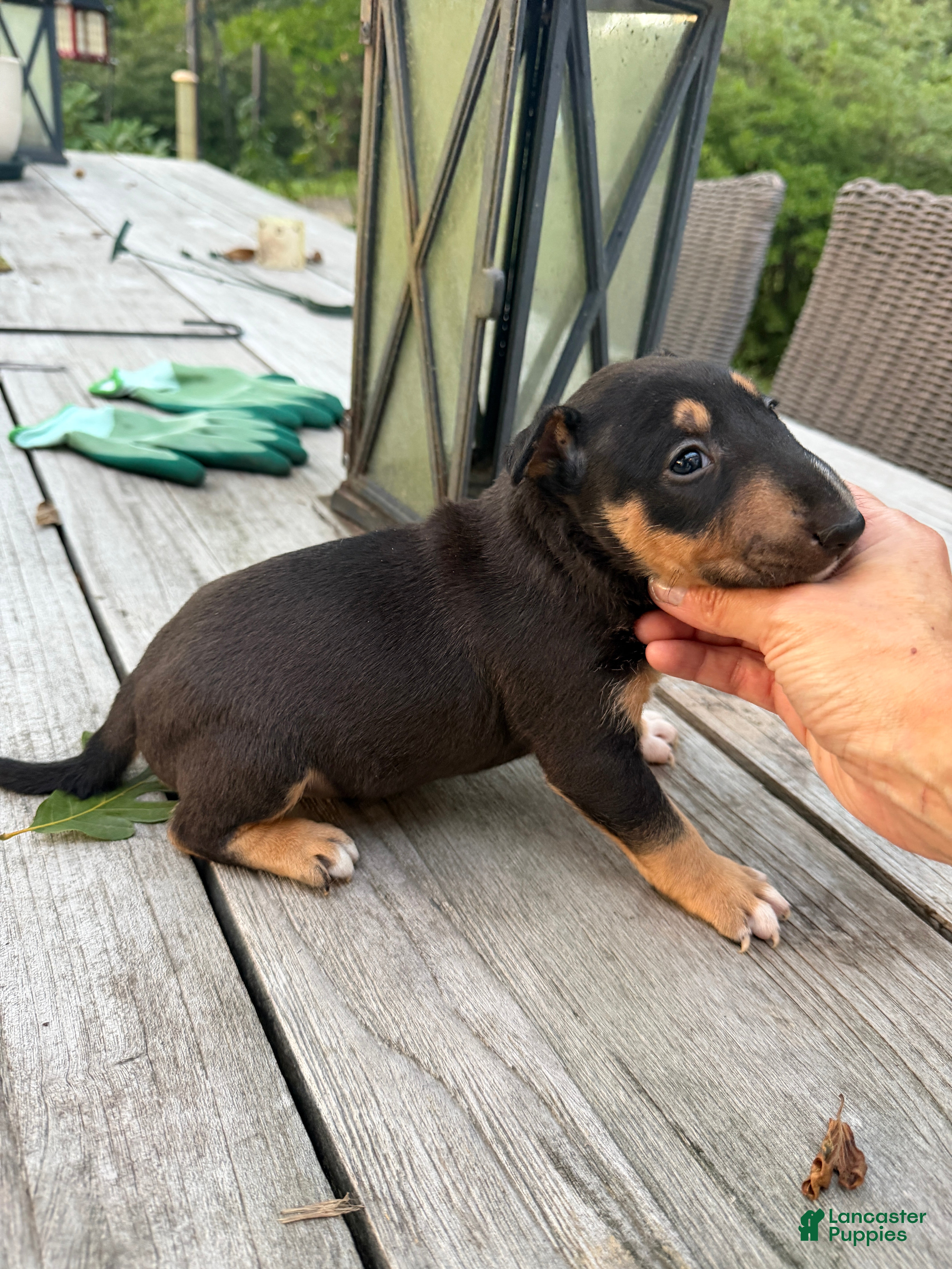 Miniature Bull Terrier dogs Ariel  - Ad 1