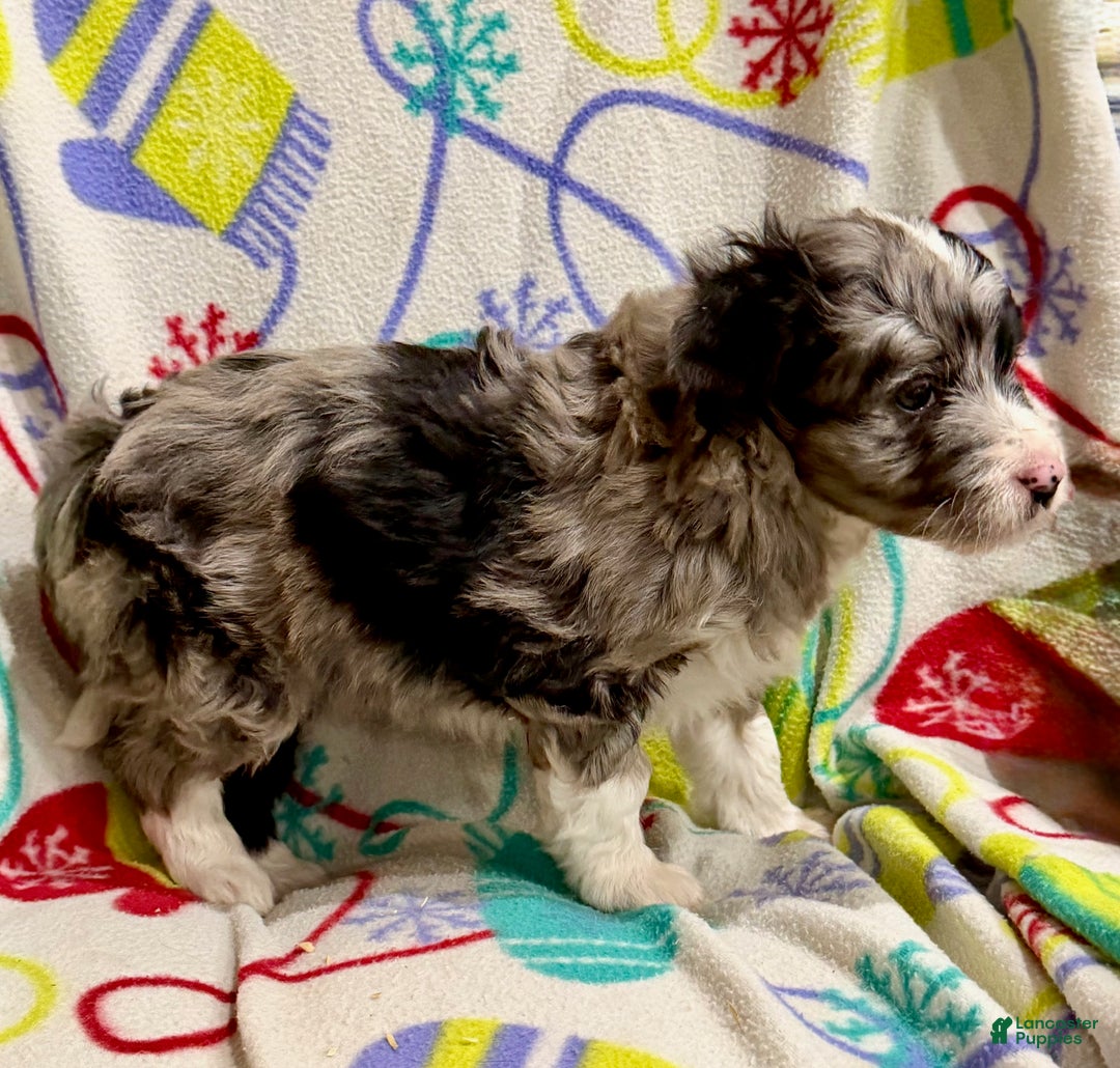 Mini Aussiedoodle dogs for sale: Cassie  - Ad 4