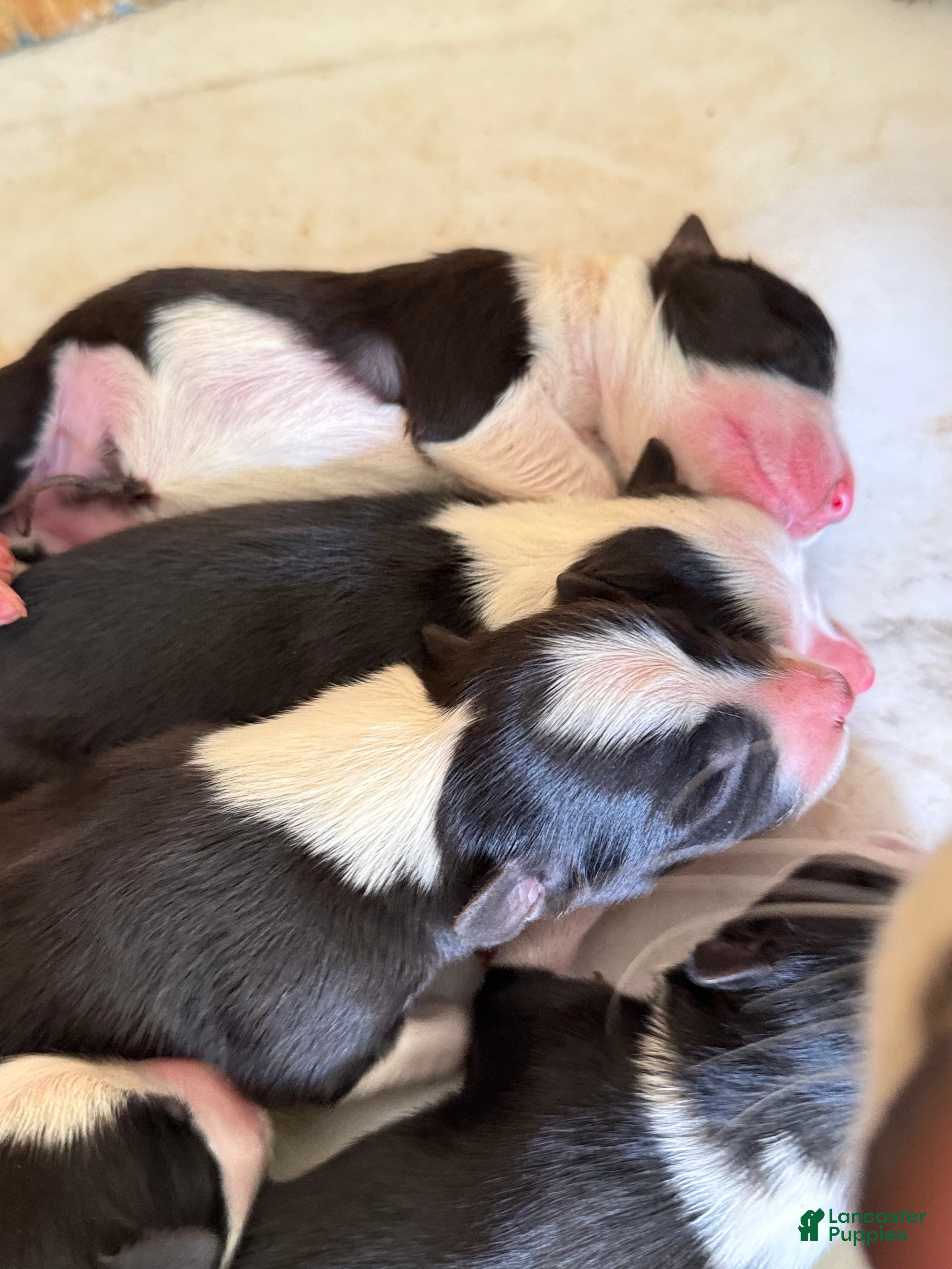 Border Collie dogs for sale: Border Collie 8 - Ad 3