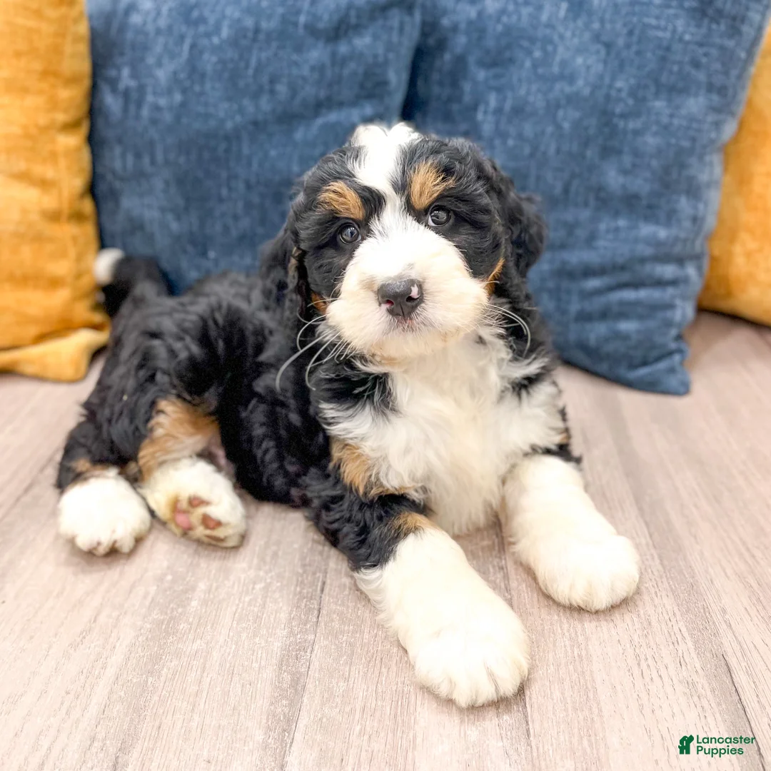 Mini Bernedoodle dogs for sale: Cody - Ad 2