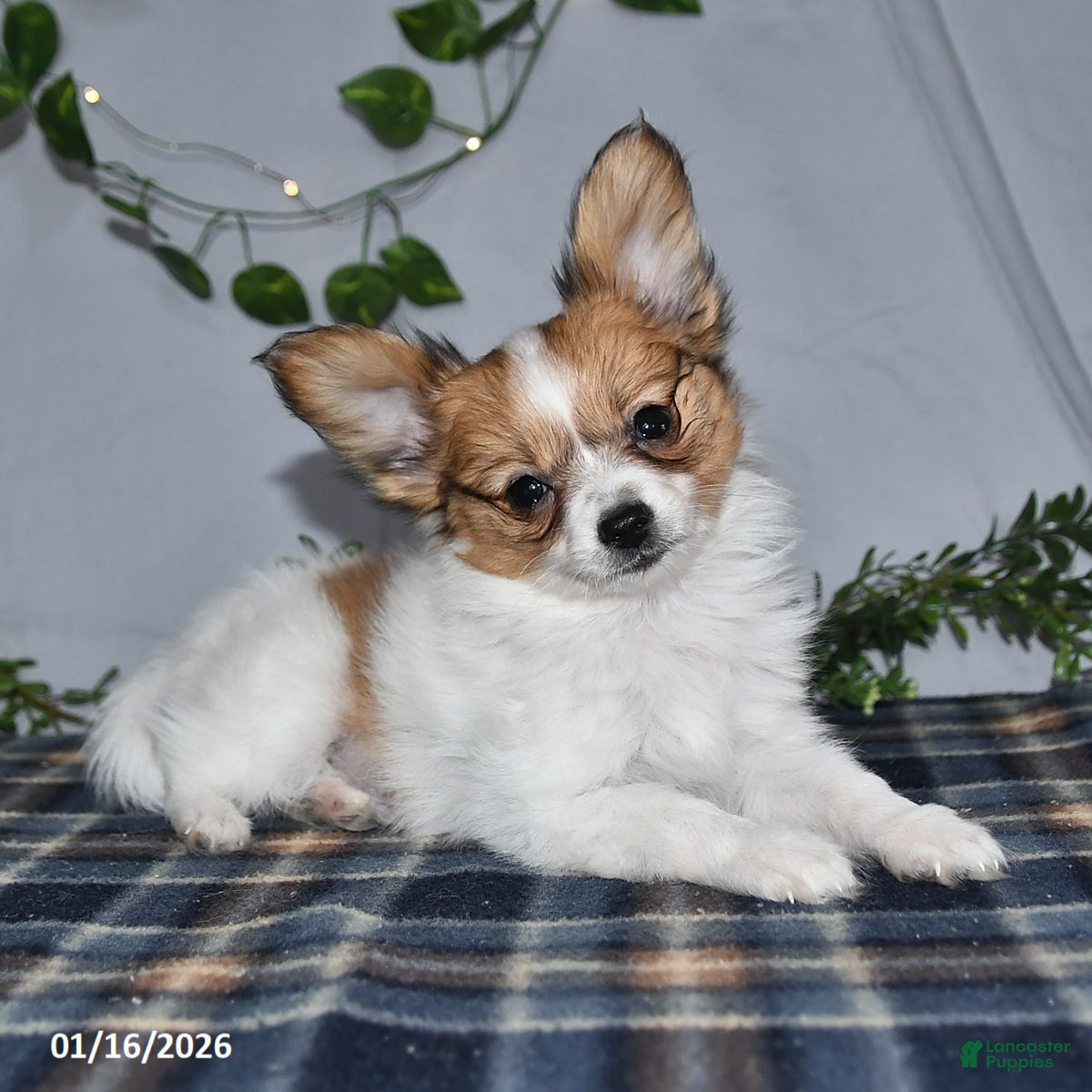Papillon dogs Nipper - Ad 16