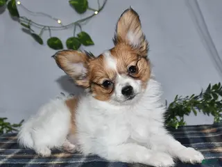Papillon dogs Nipper - Ad 12