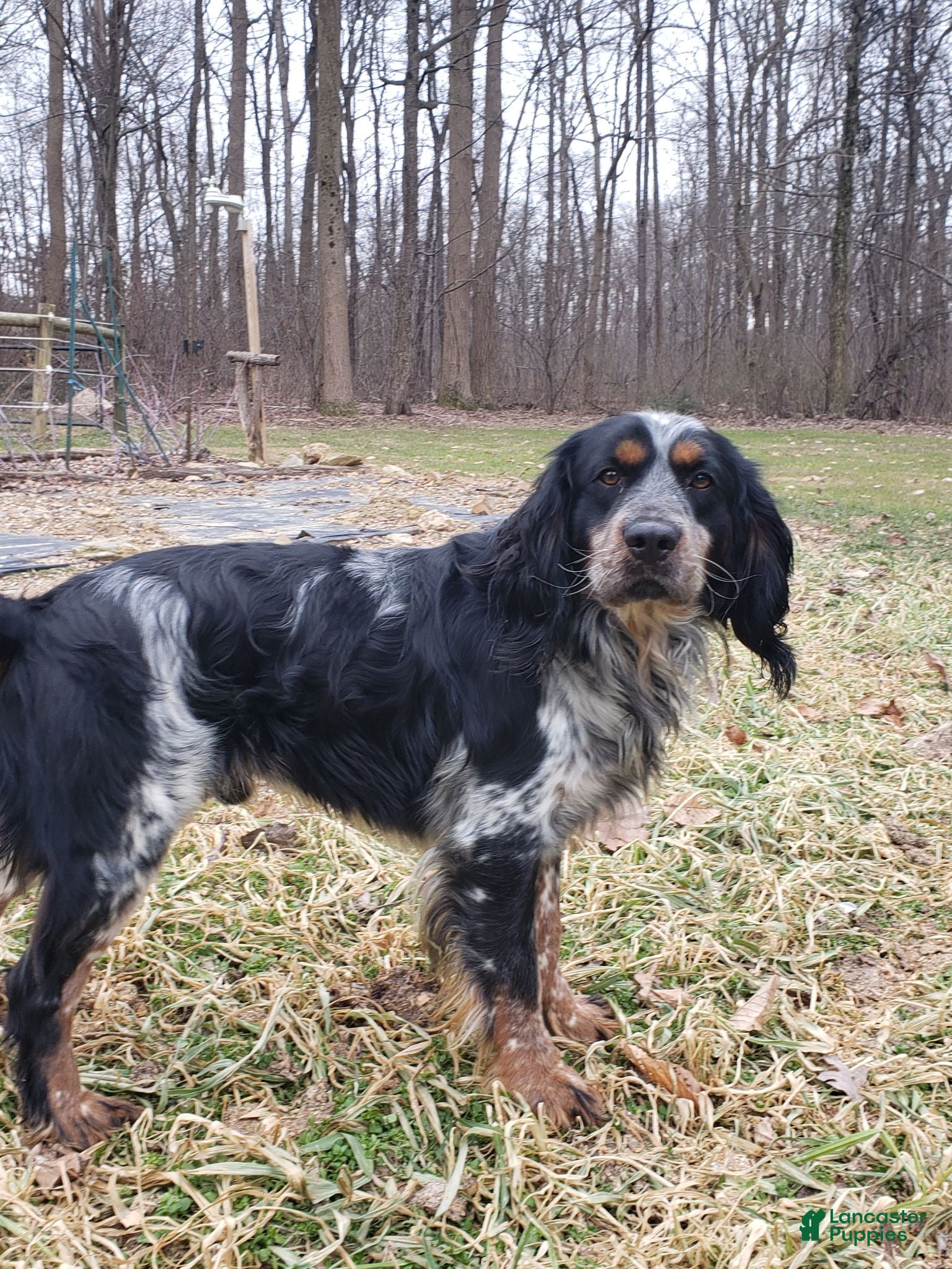 English Springer Spaniel dogs for stud: Lee's Lucky Snickers  - Ad 1