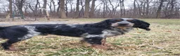 English Springer Spaniel dogs for stud: Lee's Lucky Snickers  - Ad 1