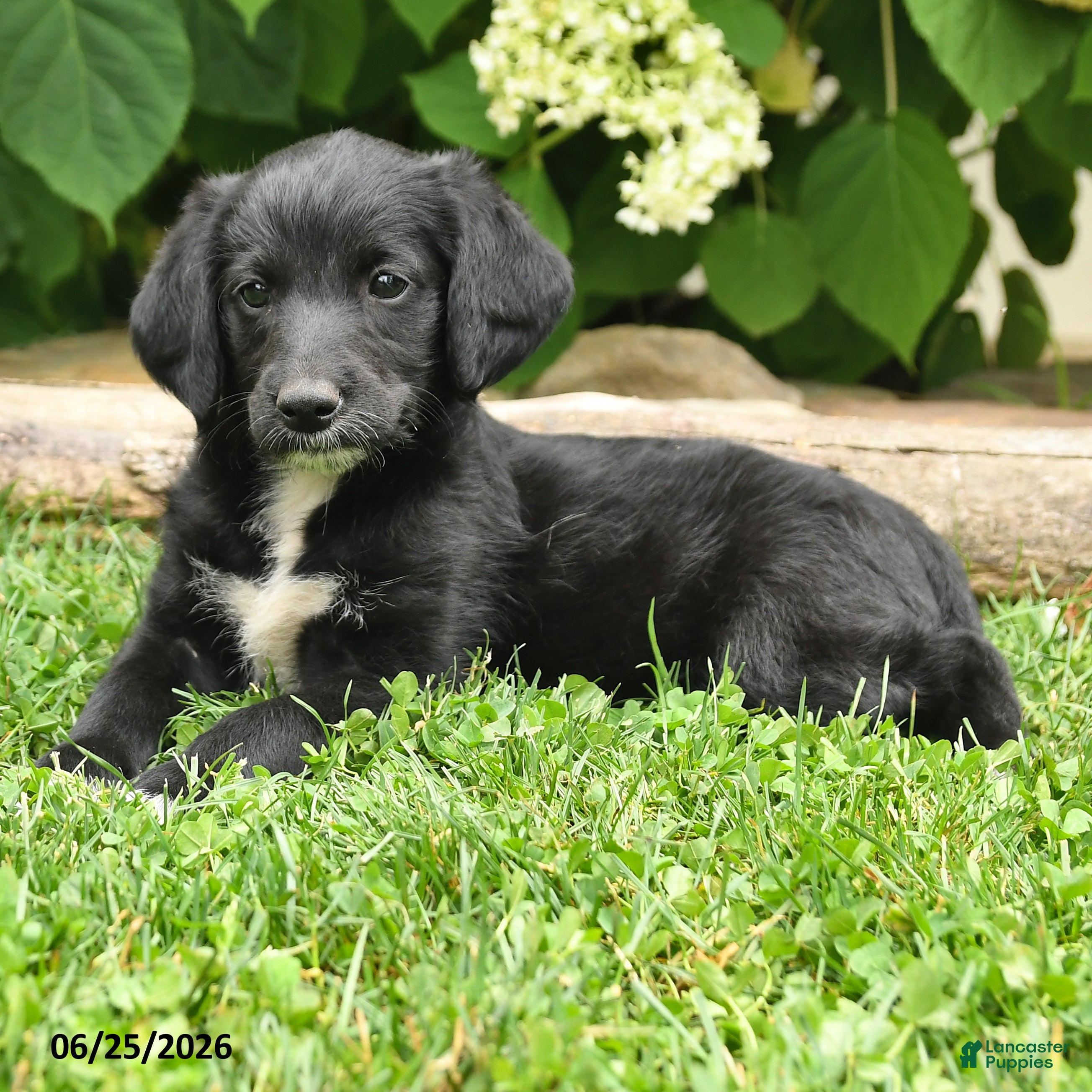 Labradoodle dogs Daffy - Ad 2