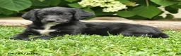 Labradoodle dogs for sale: Daffy - Ad 2