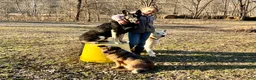 German Shepherd dogs for sale: COMING SOON!! Trained Deterrent Dog!!  - Ad 15