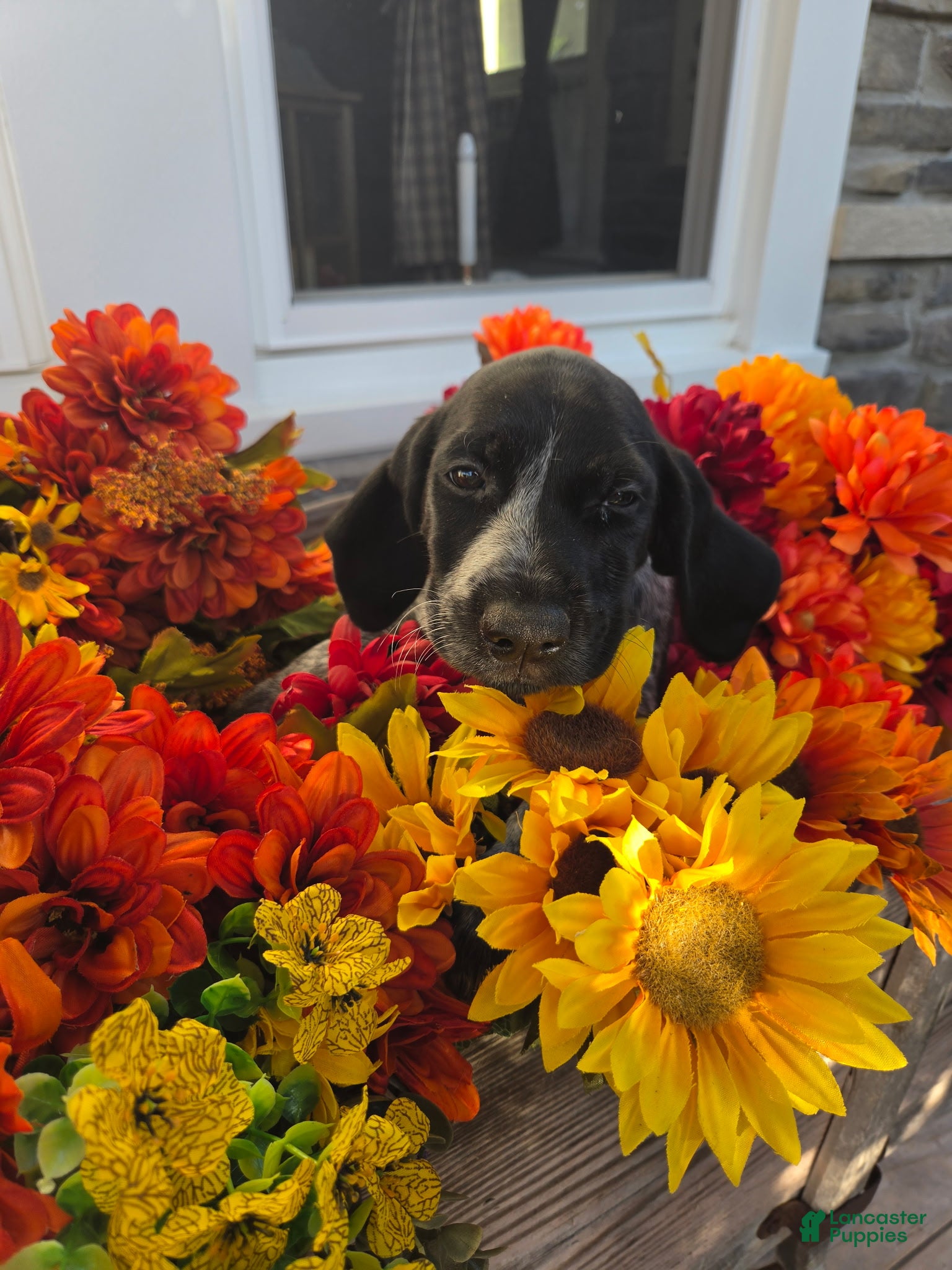 German Shorthaired Pointer dogs for sale: Ginger - Ad 1