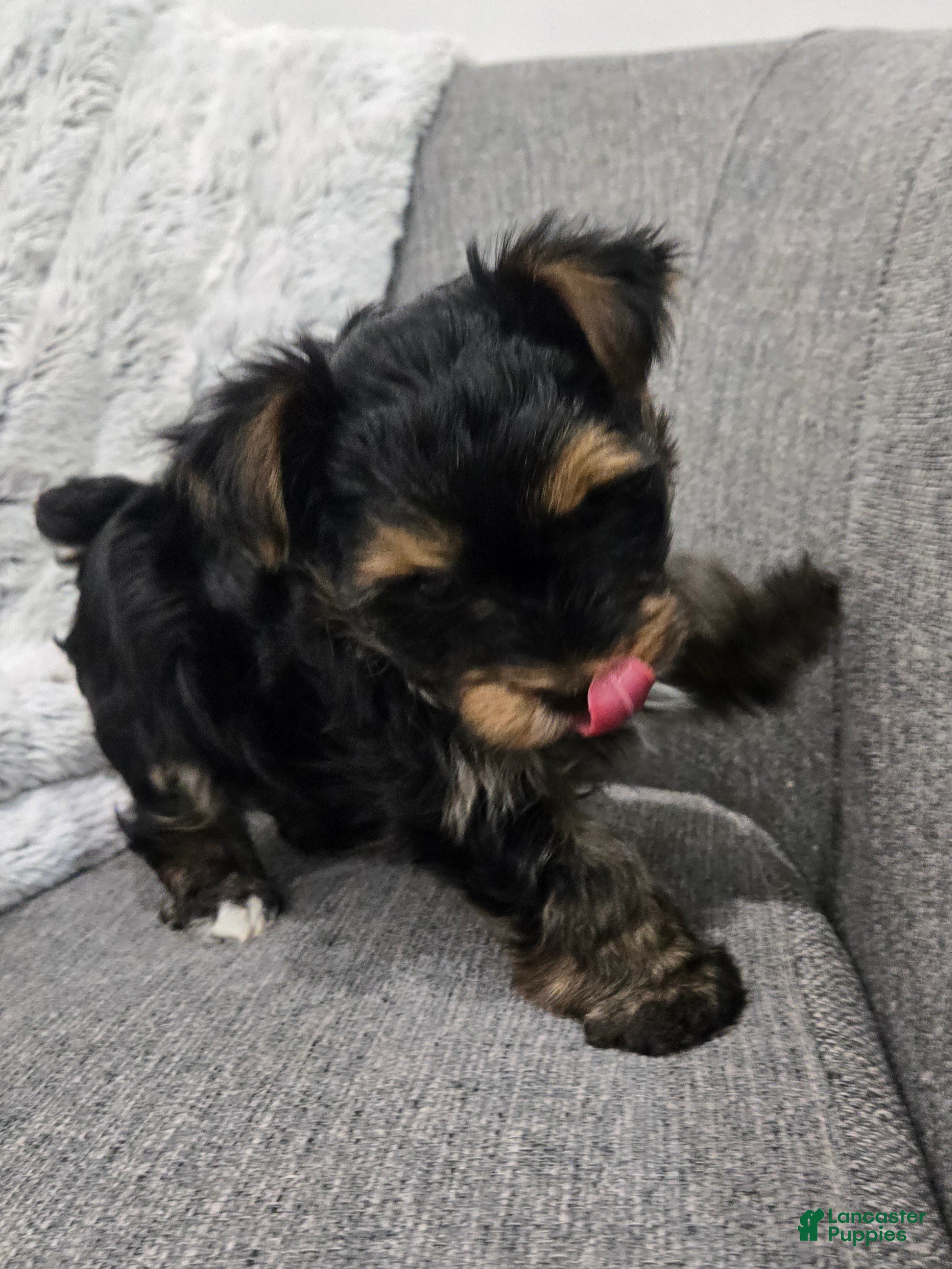 Yorkshire Terrier dogs Yorkshire Terrier Puppy 1 - Ad 2