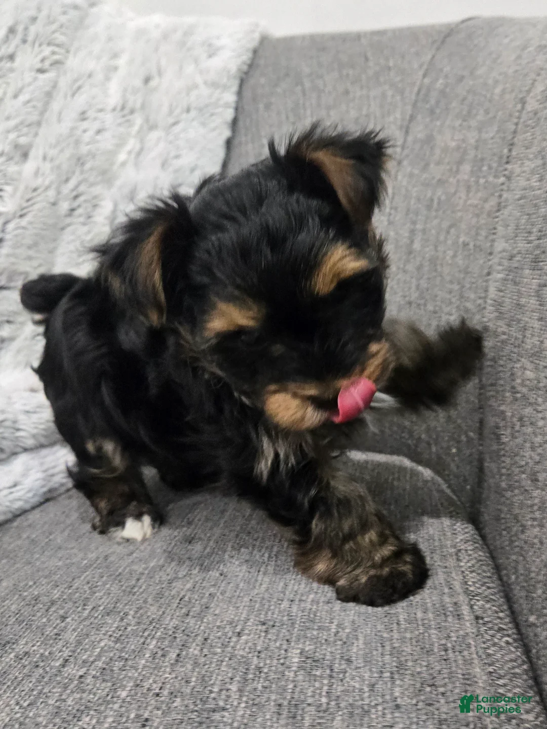 Yorkshire Terrier dogs for sale: Yorkshire Terrier Puppy 1 - Ad 2
