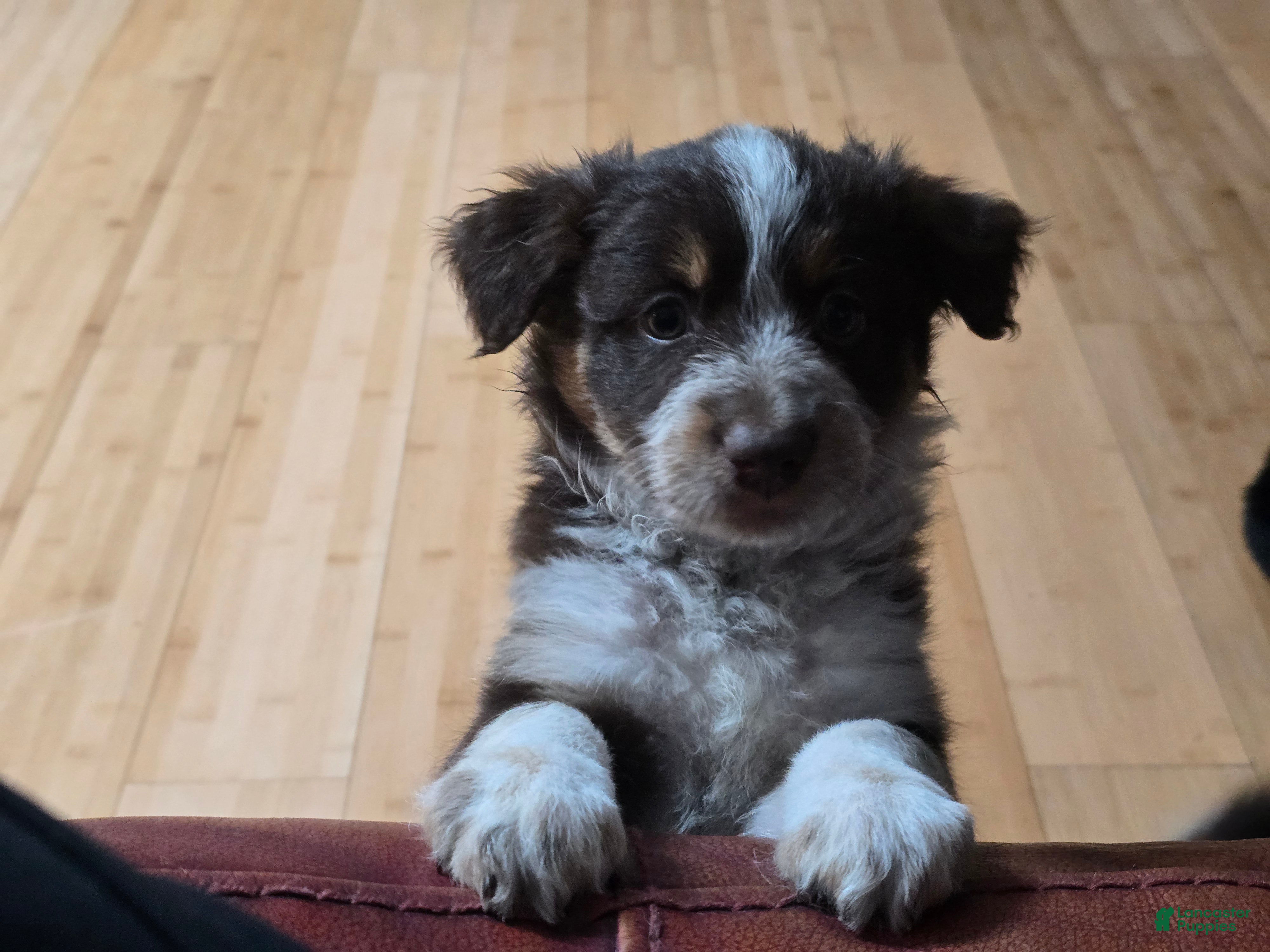 Miniature Australian Shepherd dogs Miniature Australian Shepherd 2 - Ad 9