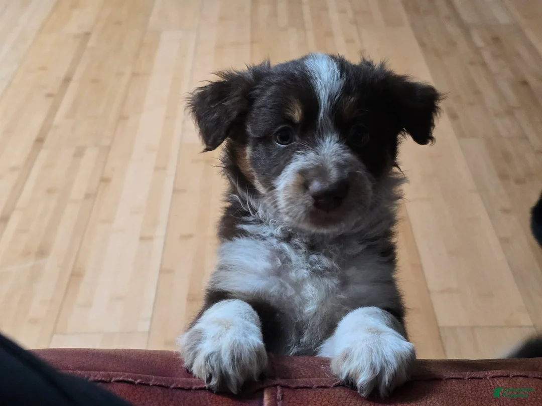 Miniature Australian Shepherd dogs for sale: Miniature Australian Shepherd 2 - Ad 1