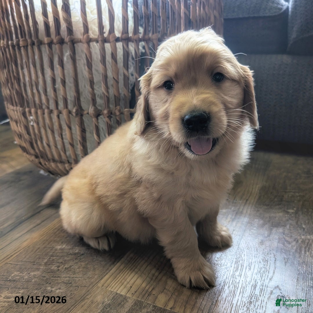 Golden Retriever dogs for sale: Sawyer - Ad 5