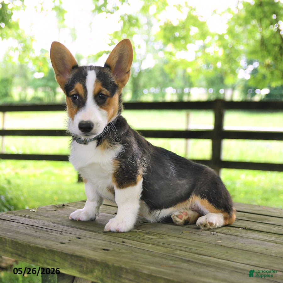 Welsh Corgi Pembroke dogs Samson - Ad 1