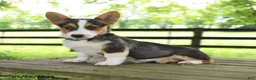 Welsh Corgi Pembroke dogs for sale: Samson - Ad 2