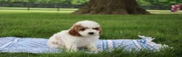 Mini Goldendoodle dogs for sale: Ranye  - Ad 6