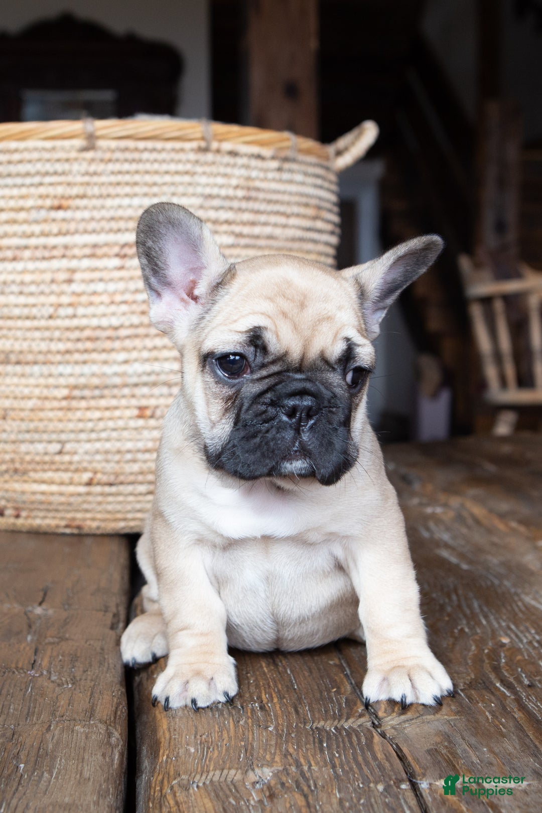 French Bulldog dogs for sale: Rhubarb  AKC - Ad 4