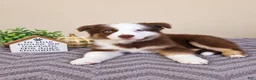 Australian Shepherd dogs for sale: Murphy - Ad 3