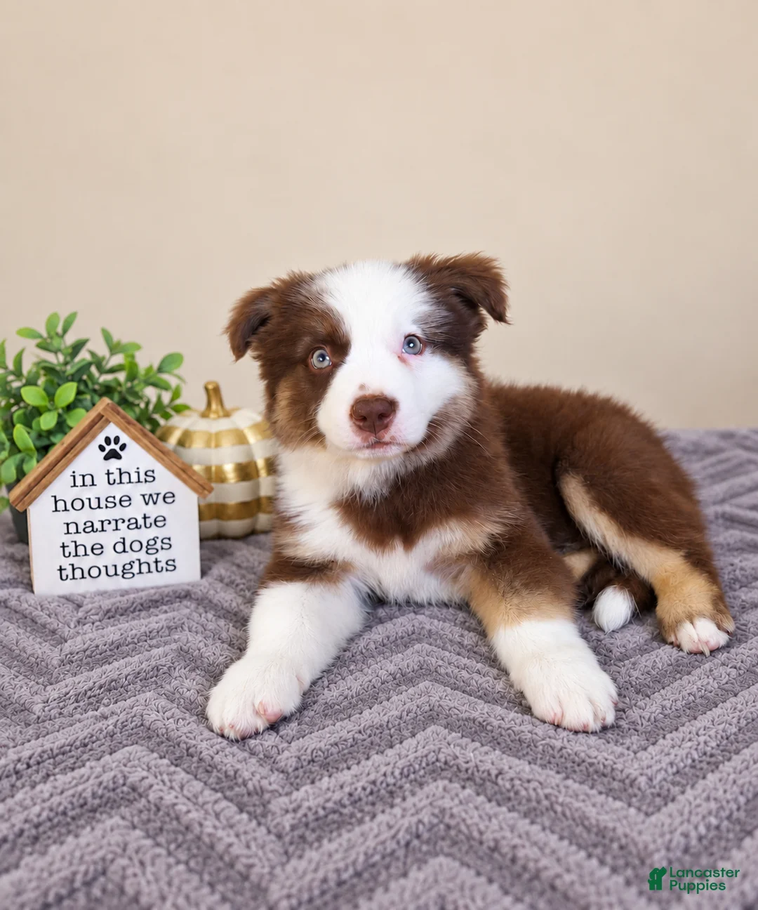Australian Shepherd dogs for sale: Murphy - Ad 3