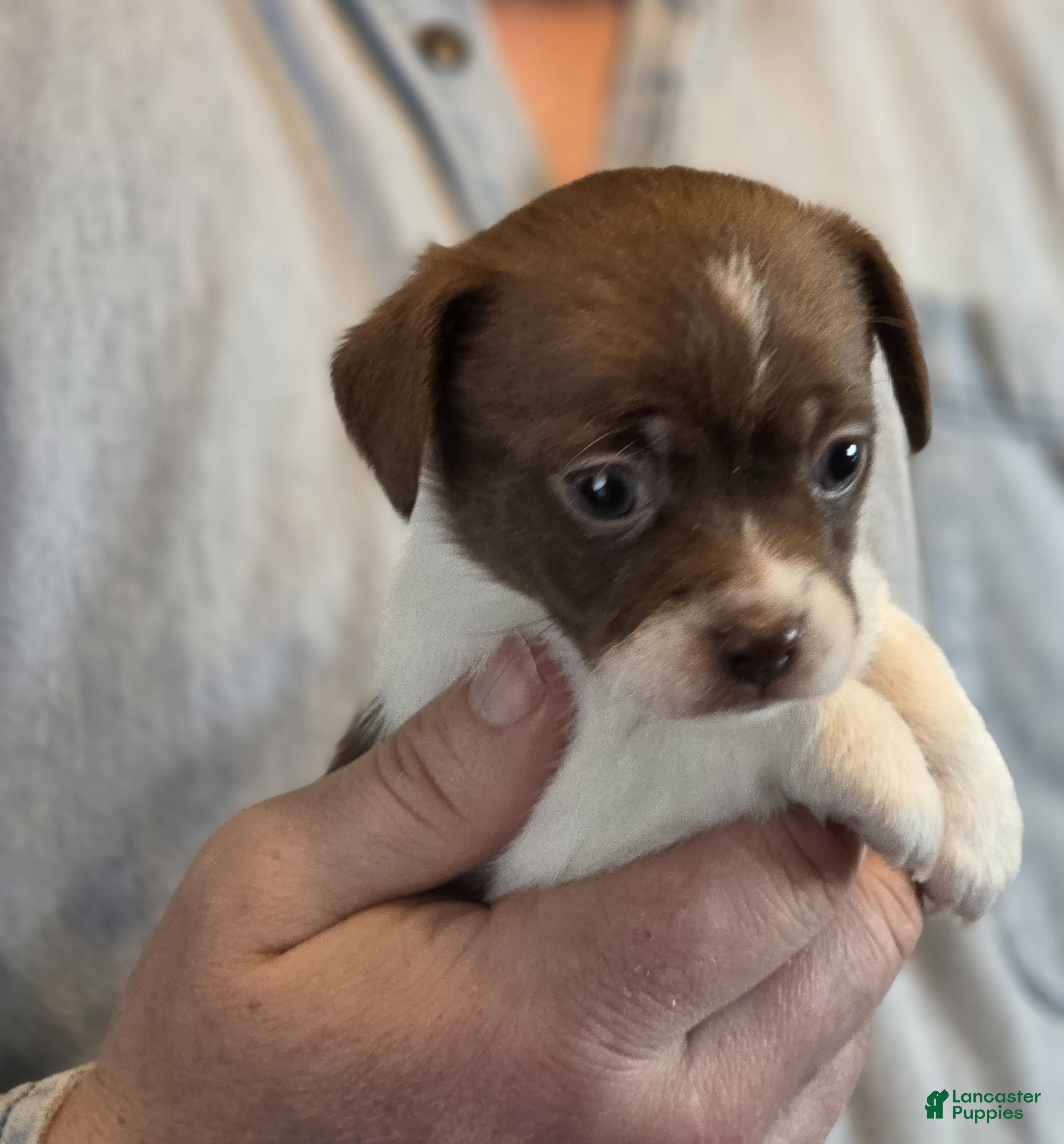 Chihuahua dogs Luna - Ad 5