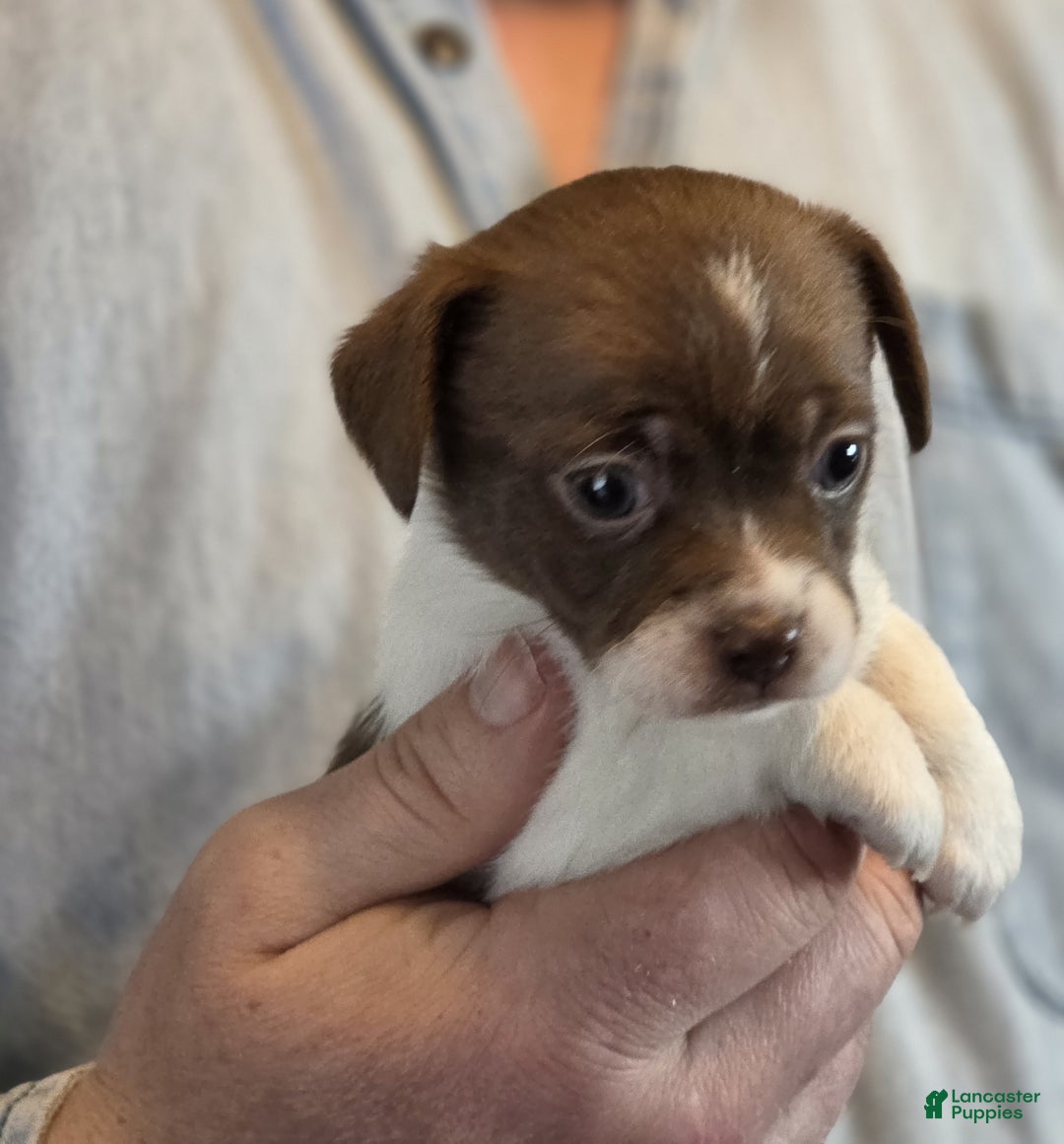 Chihuahua dogs for sale: Luna - Ad 1