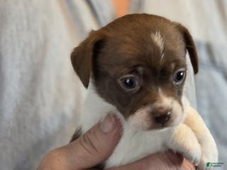 Chihuahua dogs Luna - Ad 4