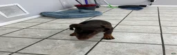 Doberman Pinscher dogs for sale: Doberman Pinscher 1 - Ad 2