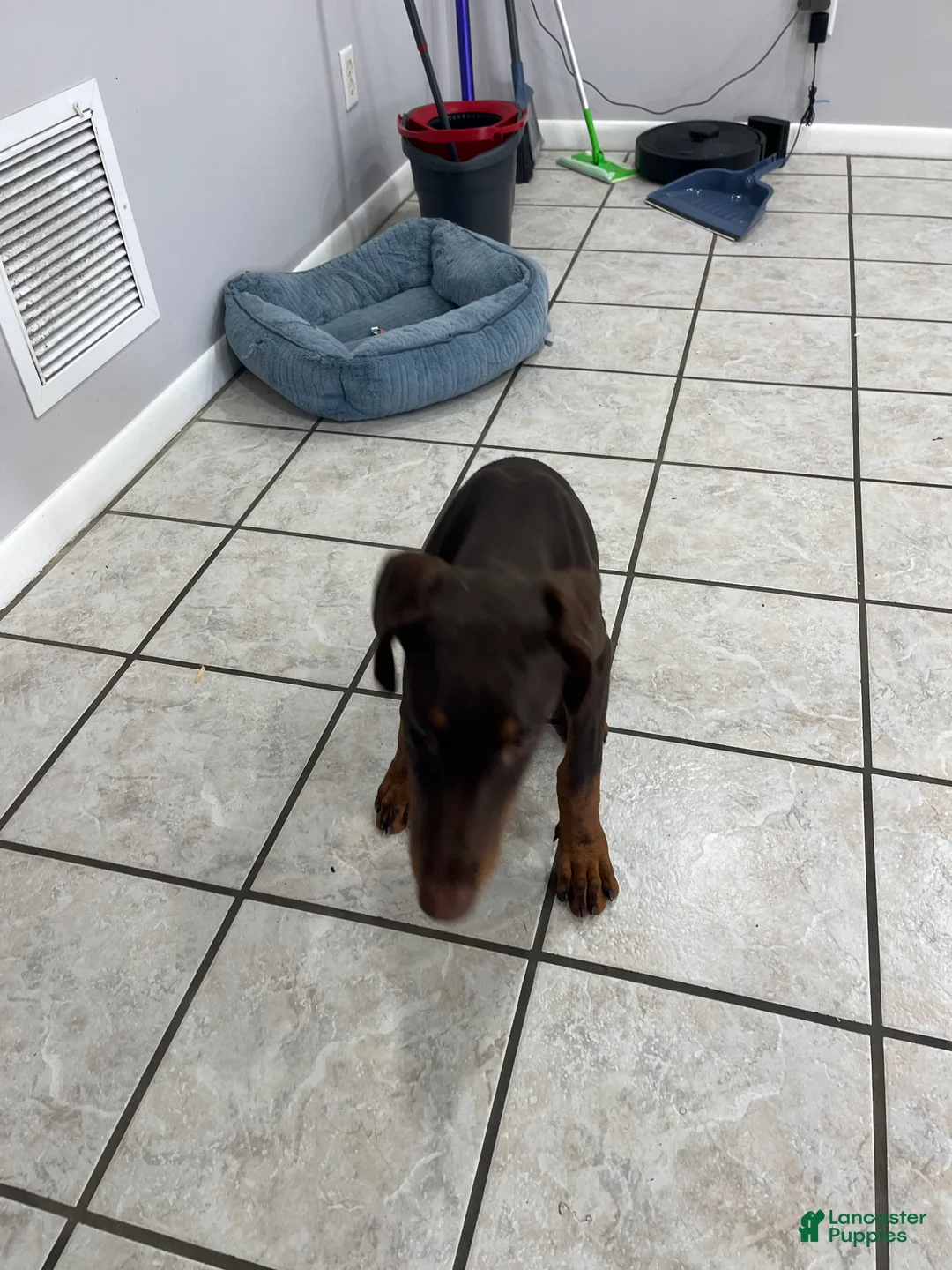 Doberman Pinscher dogs for sale: Doberman Pinscher 1 - Ad 2