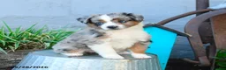 Miniature Australian Shepherd dogs for sale: Wendy - Ad 5
