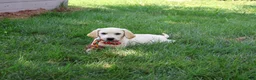 Labrador Retriever dogs for sale: Whitney - Ad 5