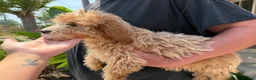 Cavapoo dogs for sale: Rosie - Ad 3