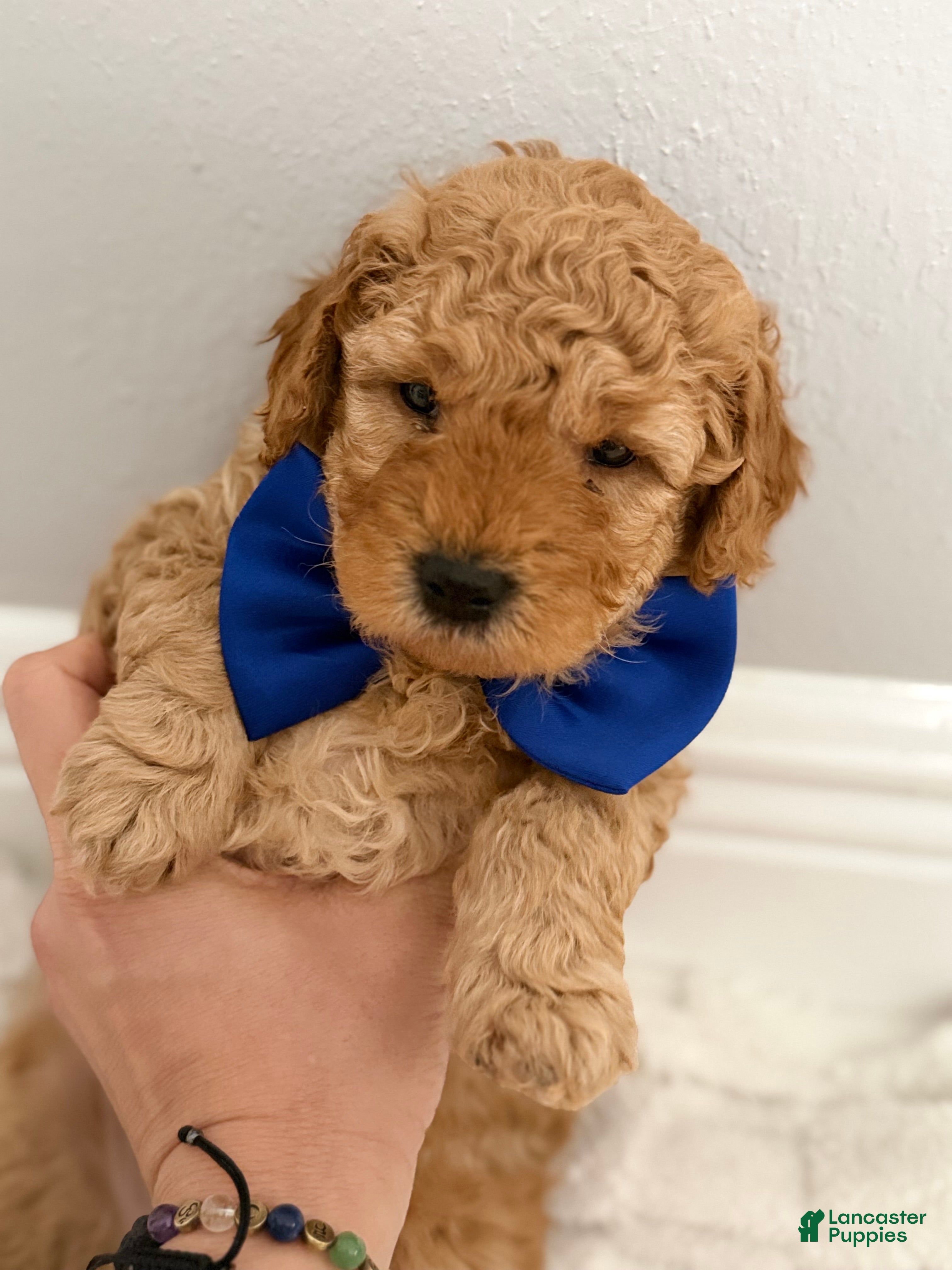 Mini Goldendoodle dogs Mini Goldendoodle Puppy 2 - Ad 6