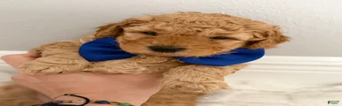 Mini Goldendoodle Puppy 2