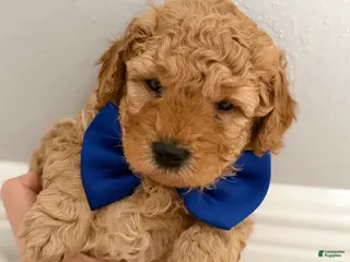 Mini Goldendoodle dogs Mini Goldendoodle Puppy 2 - Ad 6