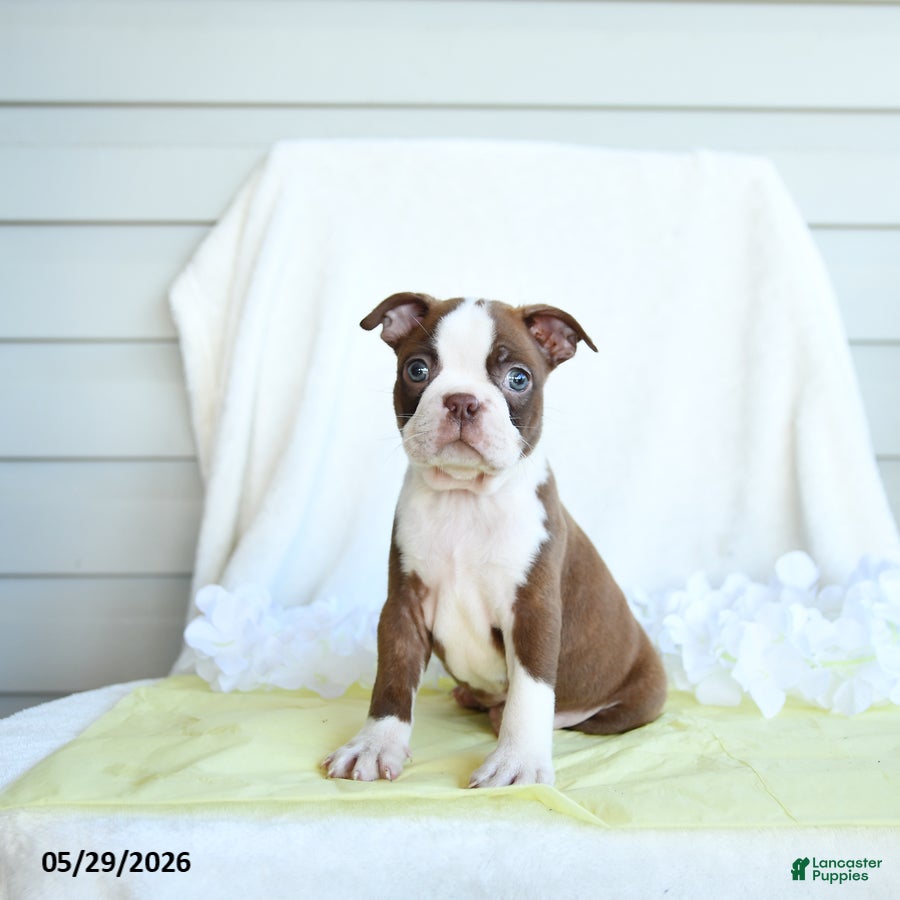 Boston Terrier dogs Ned - Ad 1