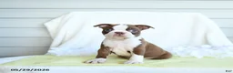 Boston Terrier dogs for sale: Ned - Ad 1