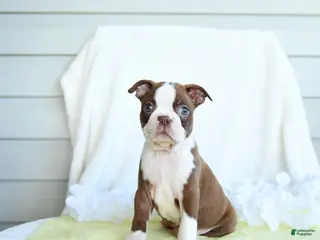 Boston Terrier dogs for sale: Ned - Ad 1