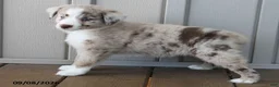 Australian Shepherd dogs for sale: Edith - Ad 3
