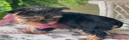 Yorkshire Terrier dogs for sale: Flo - Ad 11