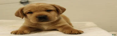 Bo