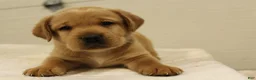 Labrador Retriever dogs for sale: Bo - Ad 1