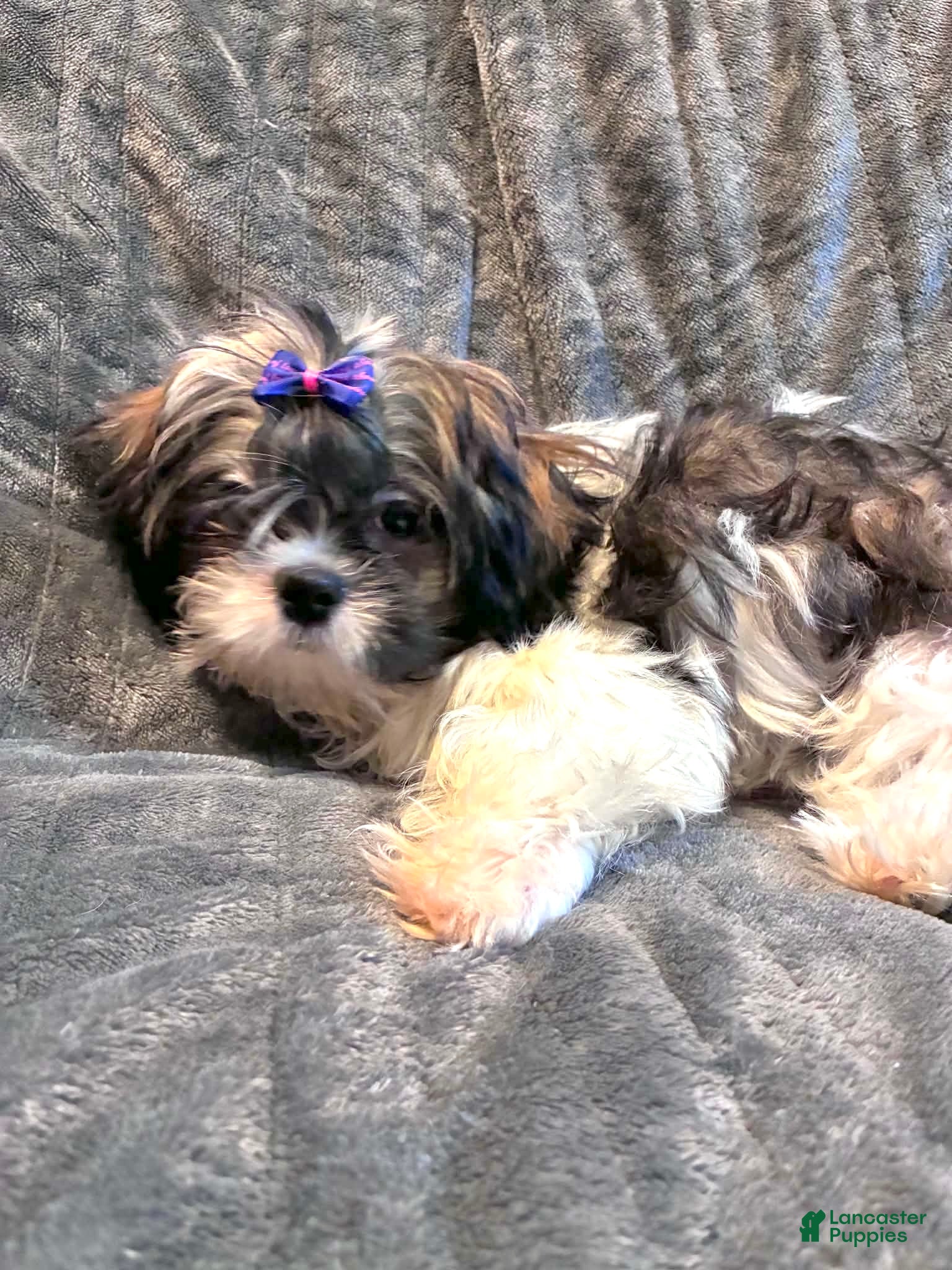 Shih Tzu dogs Prince  - Ad 2
