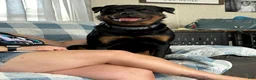 Rottweiler dogs for sale: Rottweiler Puppy 1 - Ad 1