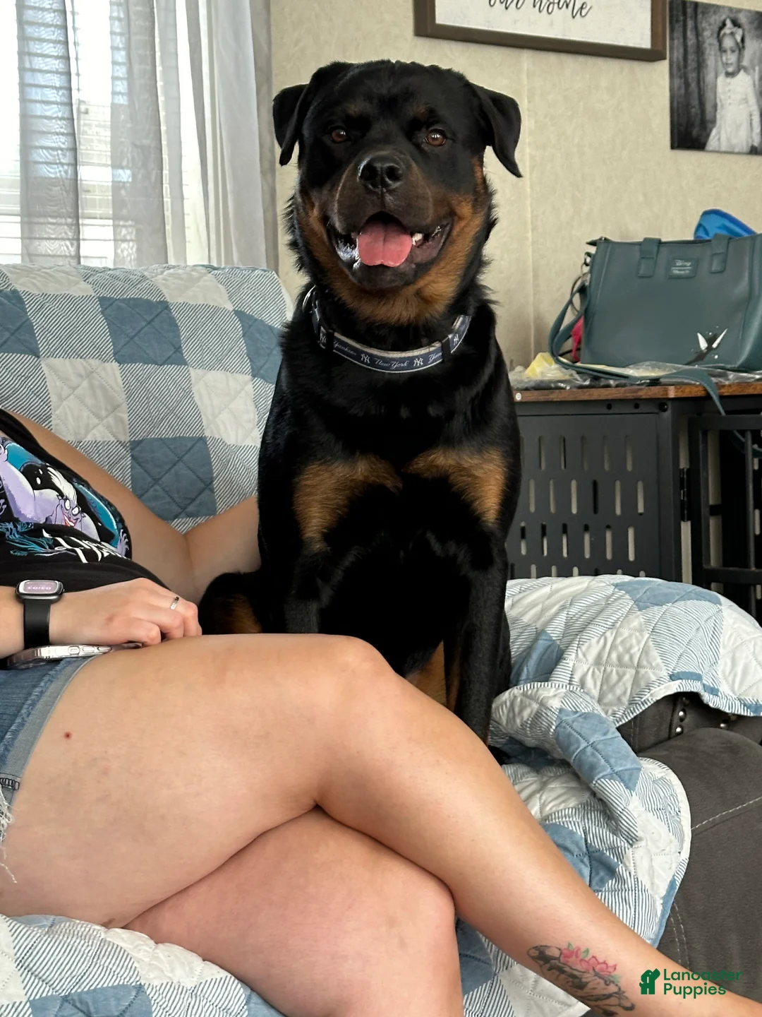 Rottweiler dogs for sale: Rottweiler Puppy 1 - Ad 1