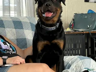 Rottweiler dogs Rottweiler Puppy 1 - Ad 1