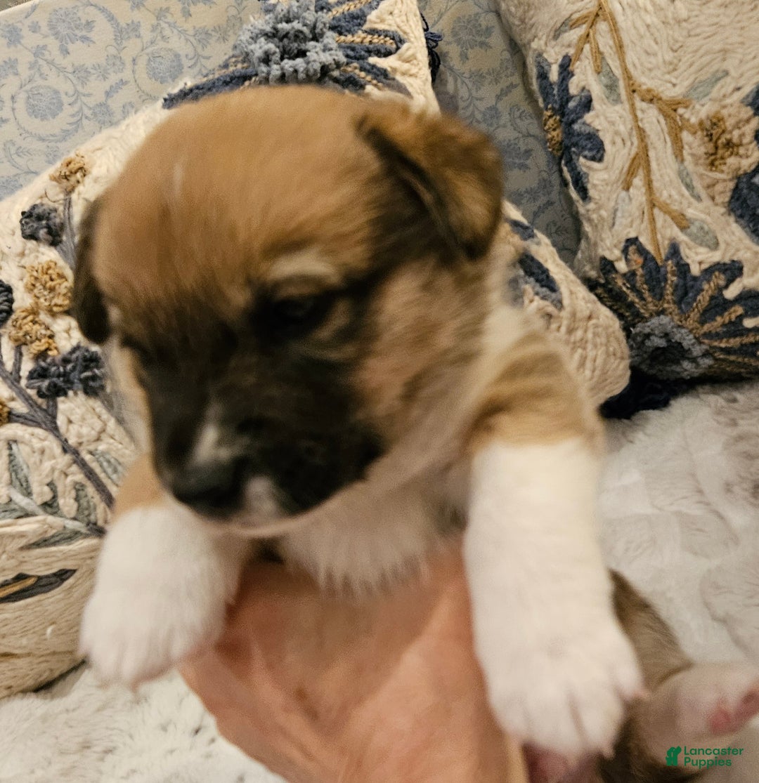 Mixed Breed dogs for sale: Rocky Balboa - Ad 5